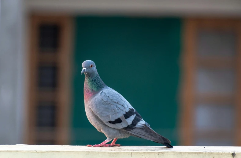 the pigeon is on top of the ledge and is watching the street