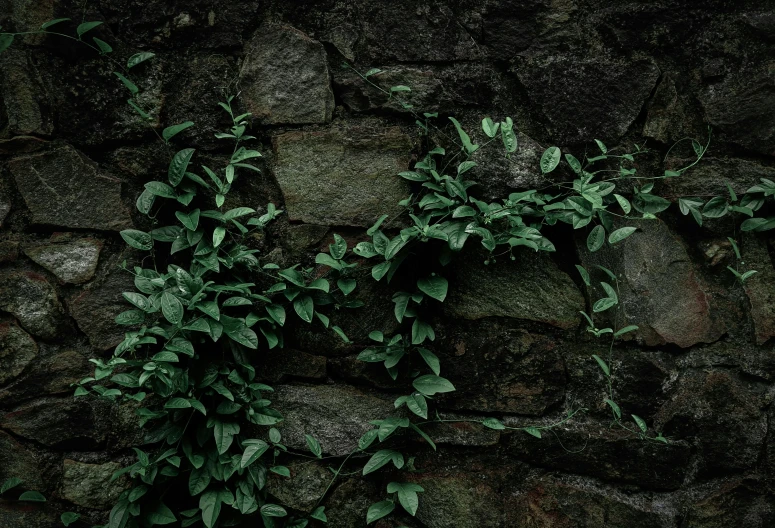 a wall covered with moss and leaves is shown