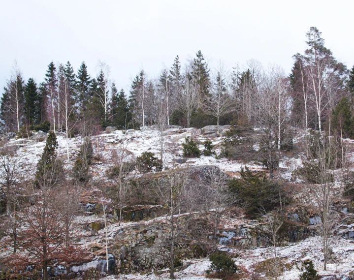 a snow covered hill is surrounded by tall trees