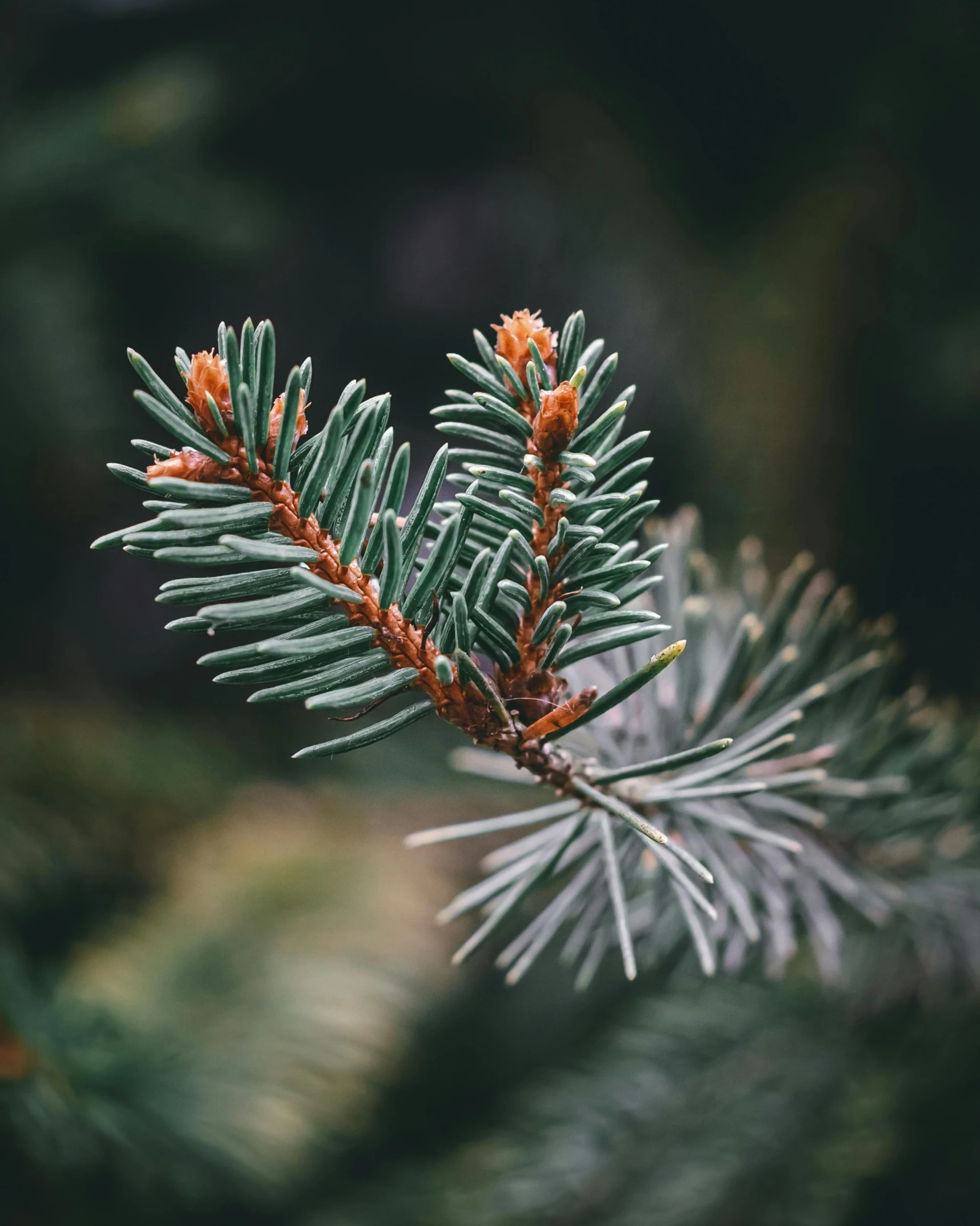 pine needles in the foreground and blurry back ground