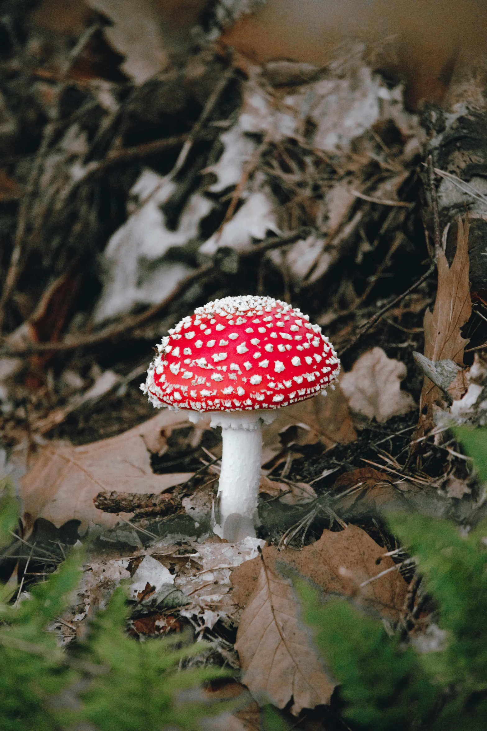 red mushroom sitting in the woods with white dots