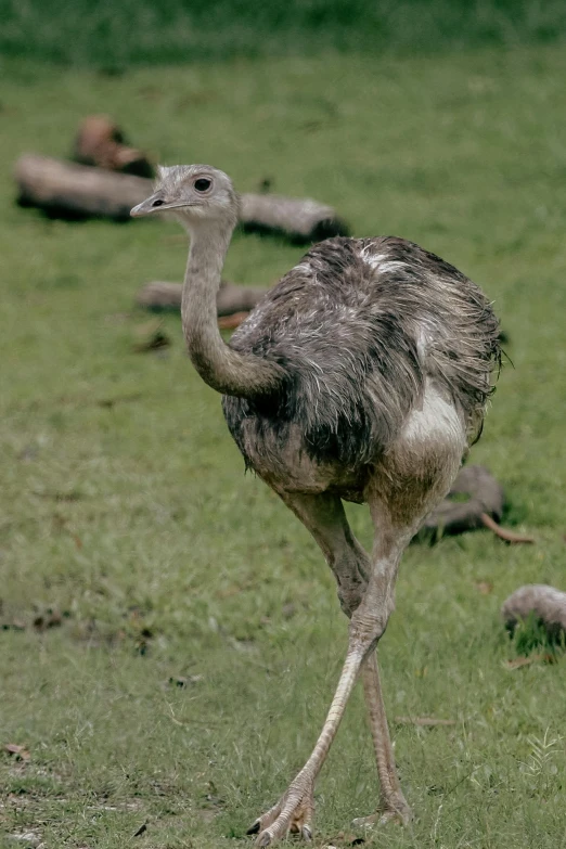 an ostrich is standing and staring at soing