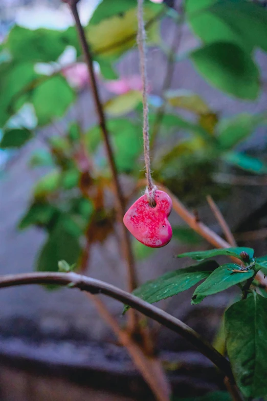 an apple hangs from a tree with a heart shaped hanging