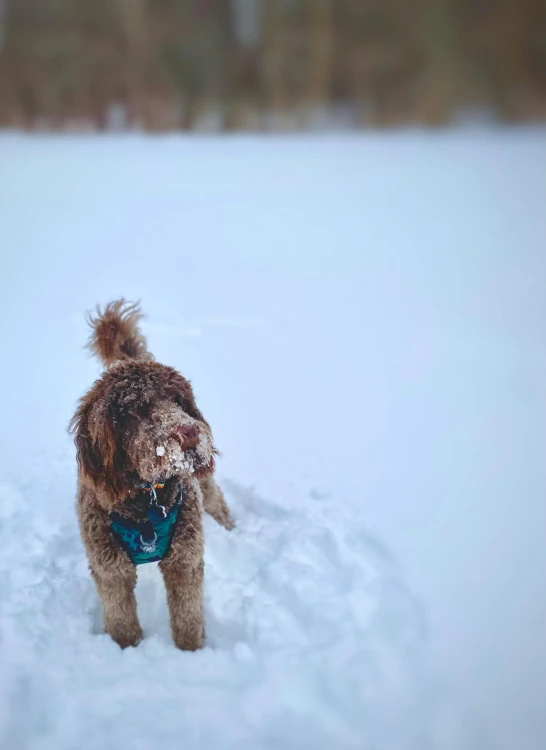 a small dog is running through the snow