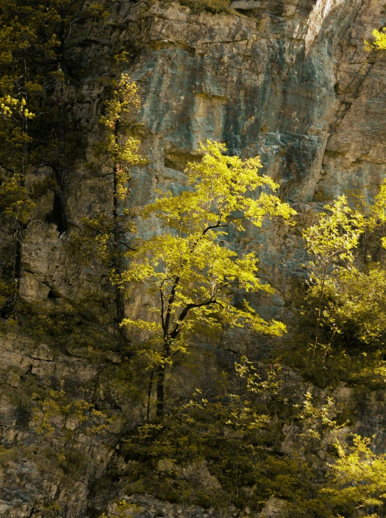 a tree is next to the rock walls