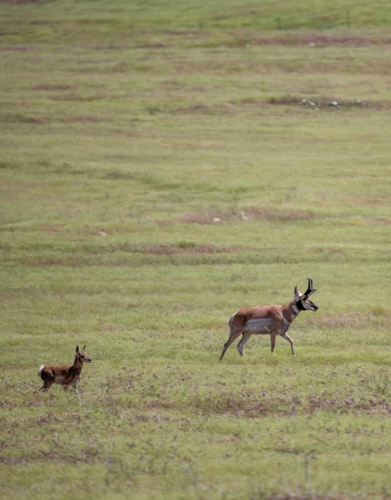 two antelopes running through a field on a hazy day