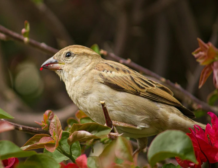 the small bird is perched on a tree nch