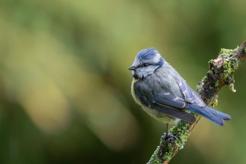 a little blue bird sitting on top of a tree nch