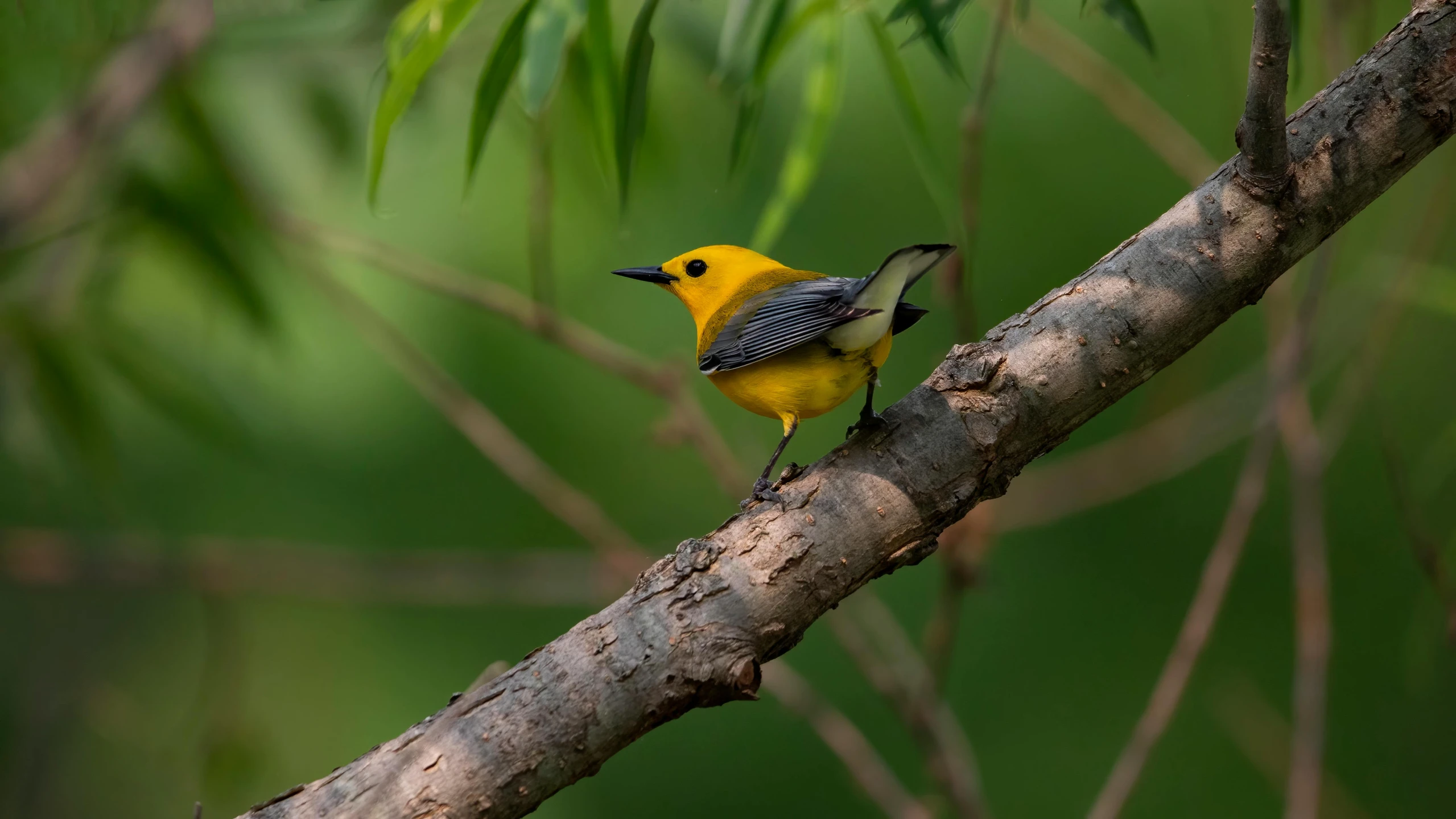 a yellow bird sitting on top of a tree nch