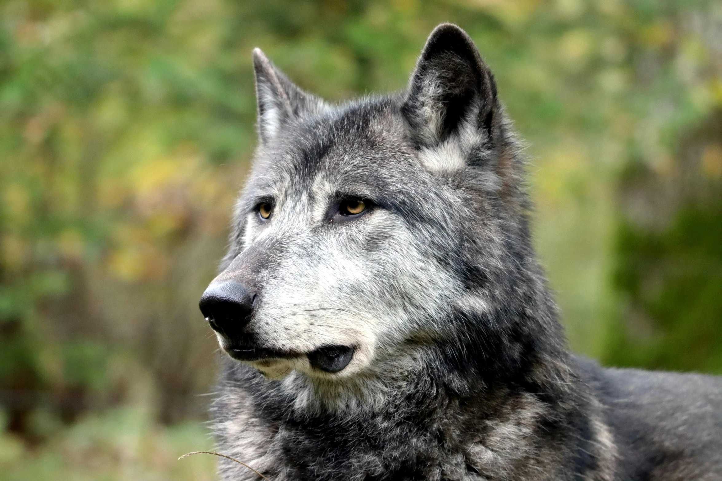 the head of a wolf stares into the distance