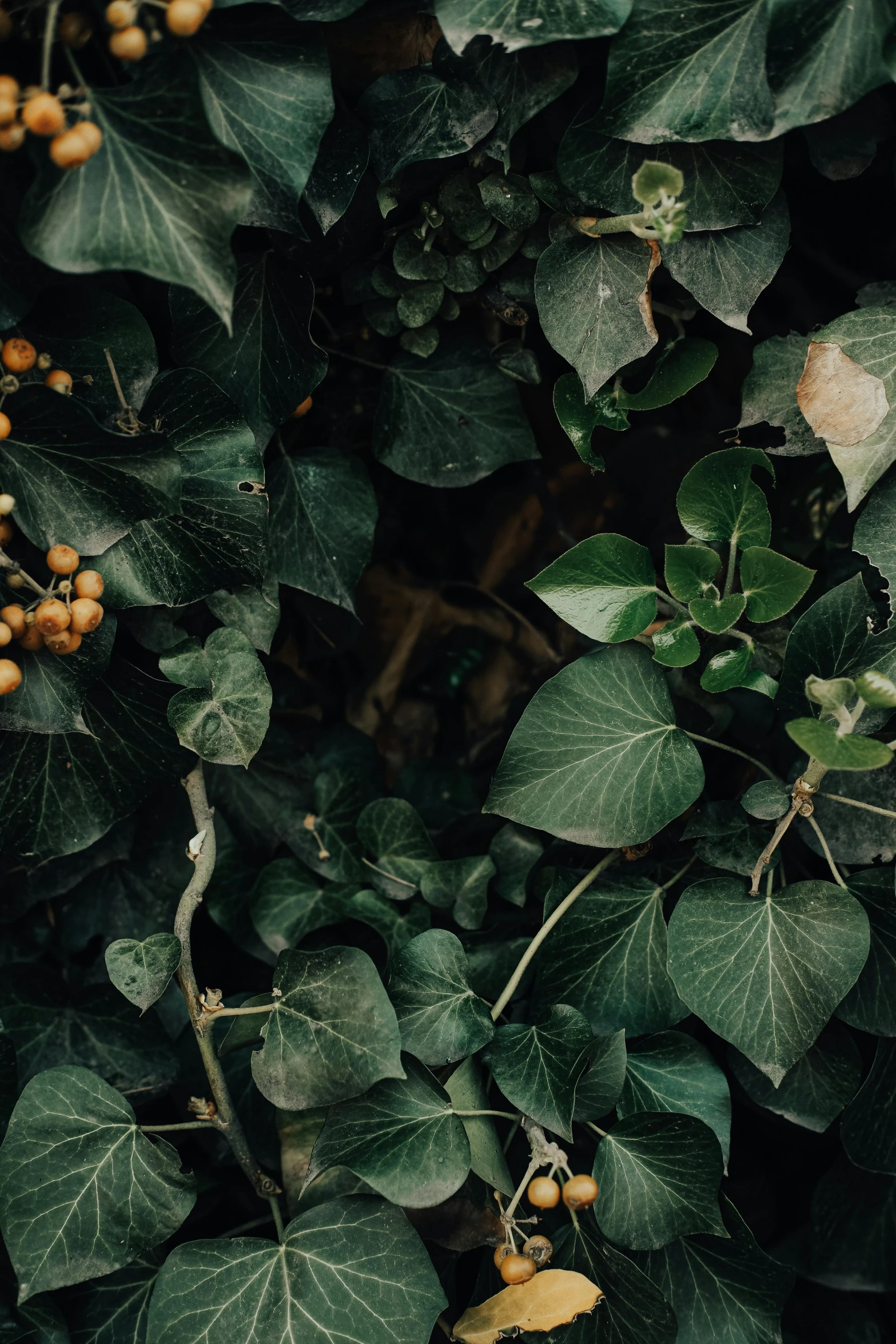 green foliage and small yellow flowers in the rain