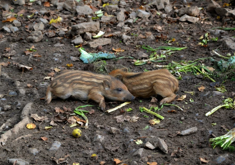 a couple of animals laying in the dirt