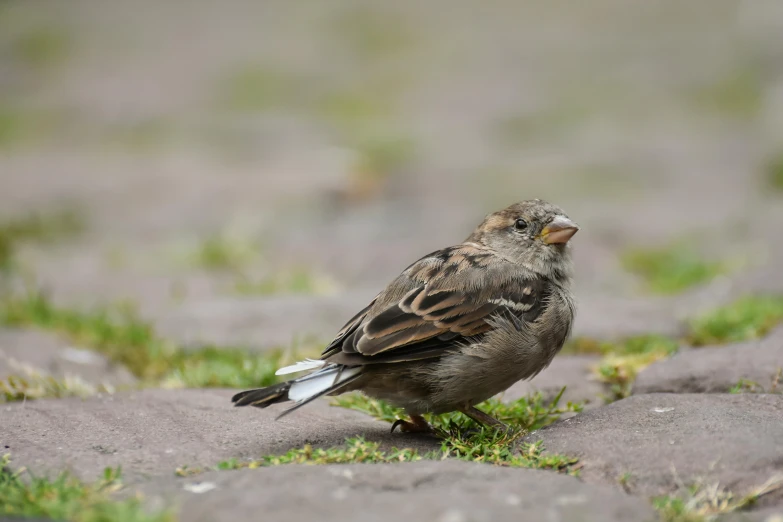 a small bird standing on some grass next to rocks