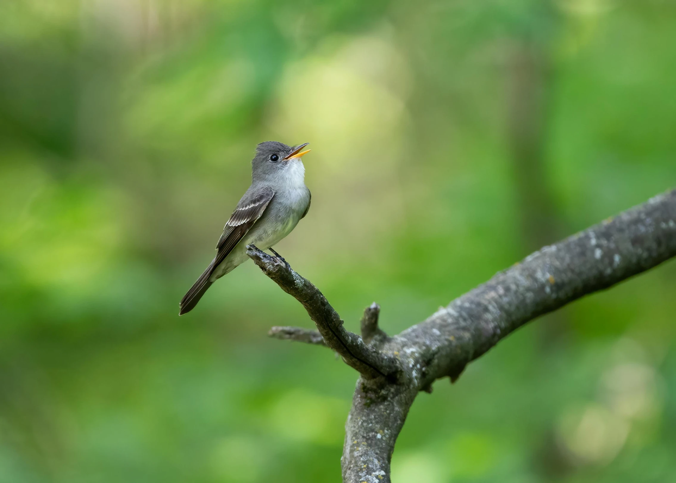 bird perches on the thin nch outside