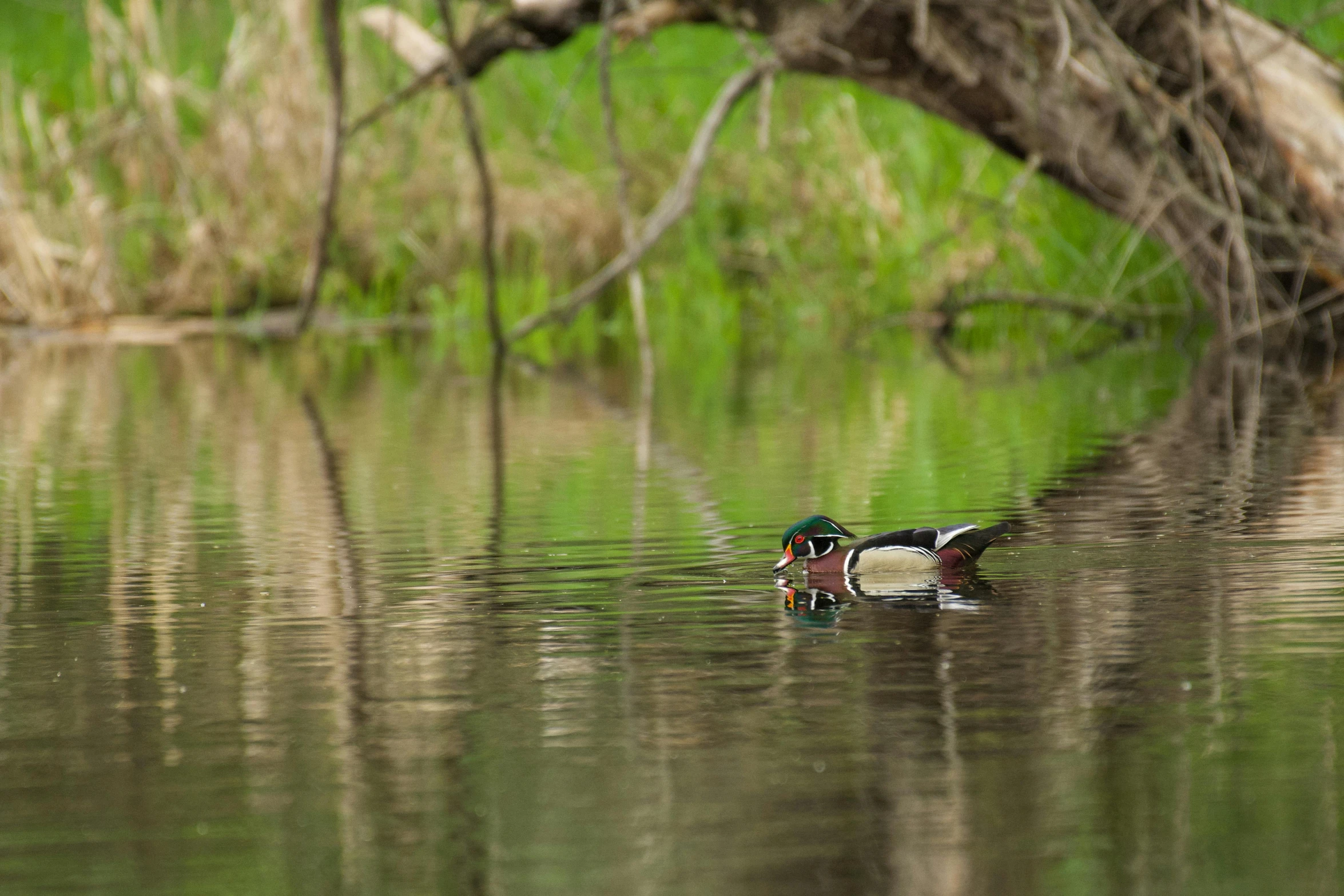 two ducks swimming near one another in the water