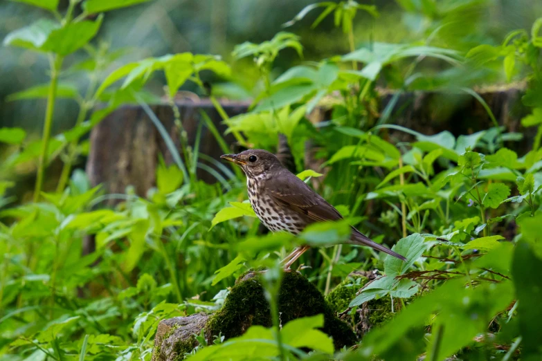 a bird that is sitting in the grass