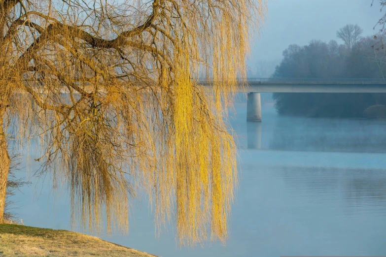 the tree leaves are yellow and there is a bridge in the background