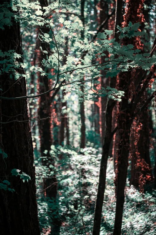 a bench in the middle of the woods