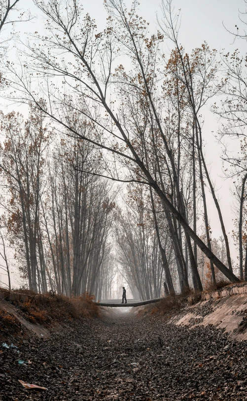 a foggy street with bare trees and people walking on a path