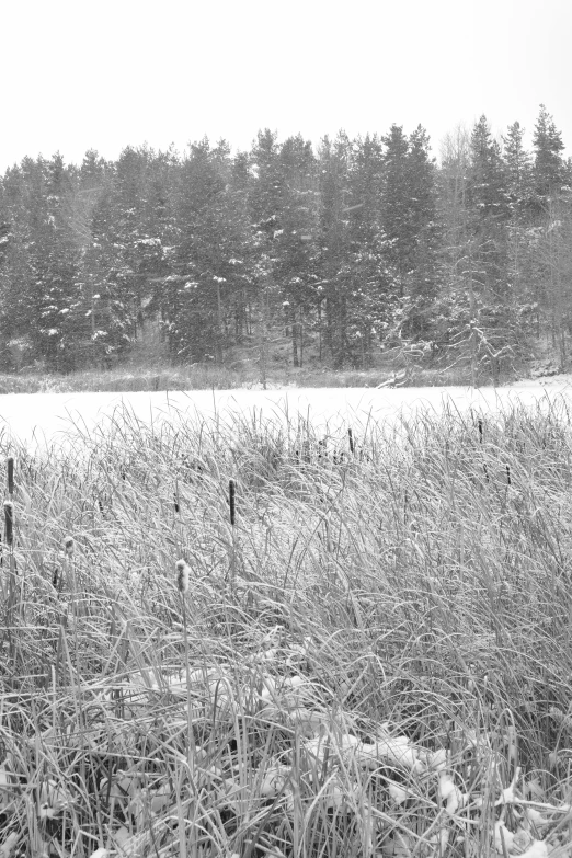 an icy field with a fence in the background