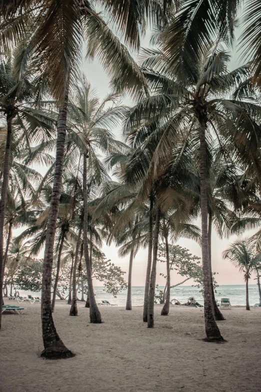 tropical beach and palm trees are seen during dusk