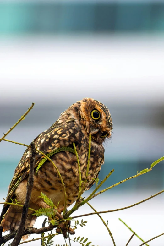 a owl sitting in a tree nch