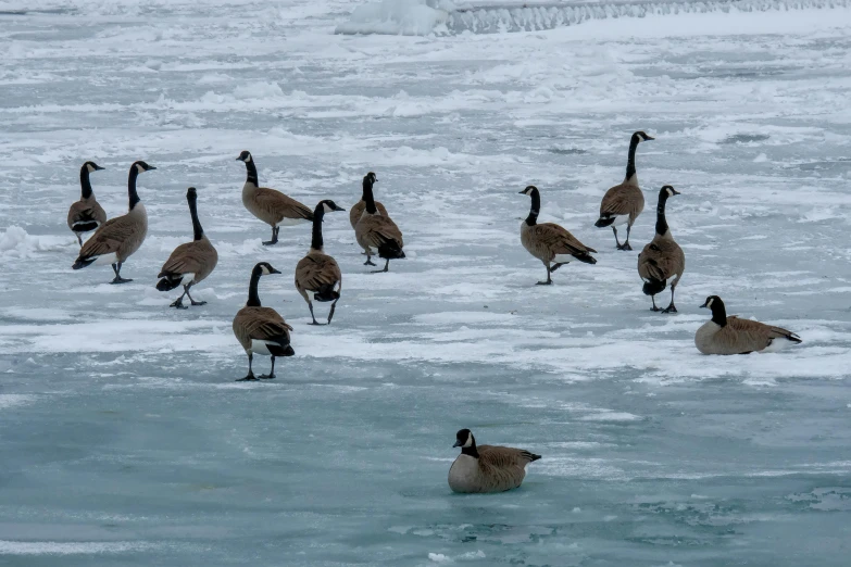 a large group of birds standing on ice