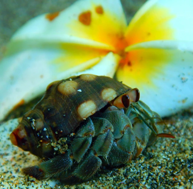 the large bug is on the sand near a flower