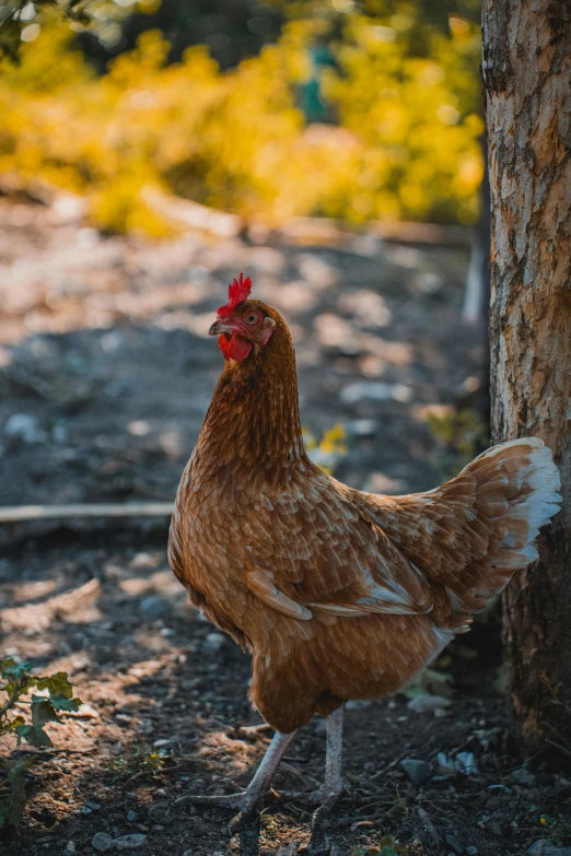 the brown chicken is standing outside by the tree