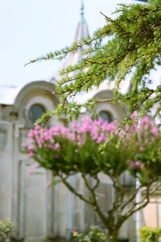 a tree with purple flowers in front of a building