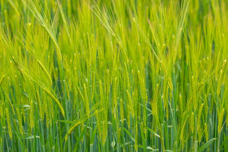 the tall grass is green and ready to be harvested