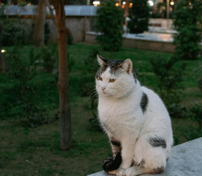 a cat that is sitting on a concrete ledge