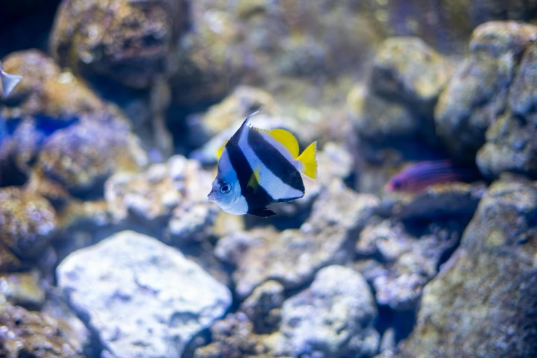 fish swimming next to rocks on a clear day