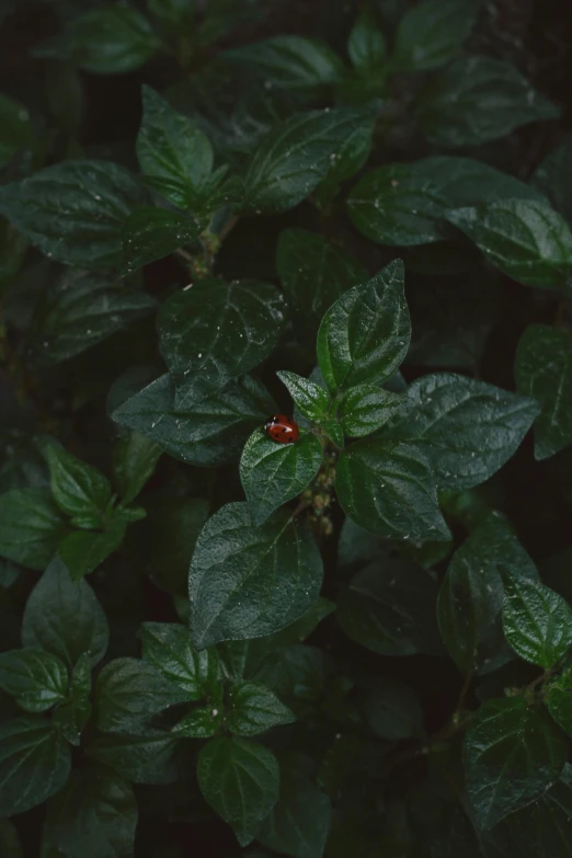 a red flower with green leaves around it