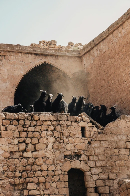 many black animals are laying in the ruins