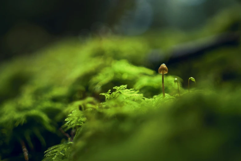 a tiny mushroom on a mossy plant