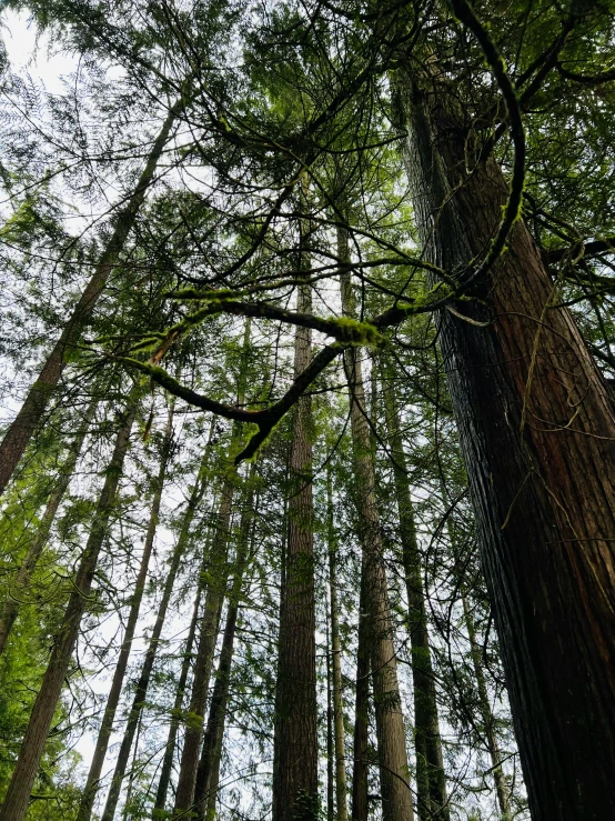 the tall trees are reaching upwards to the sky