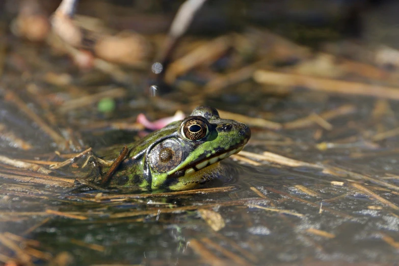 the small frog is resting on the ground