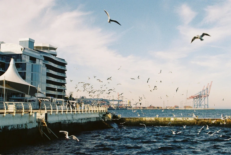 a flock of birds flying in front of the ocean