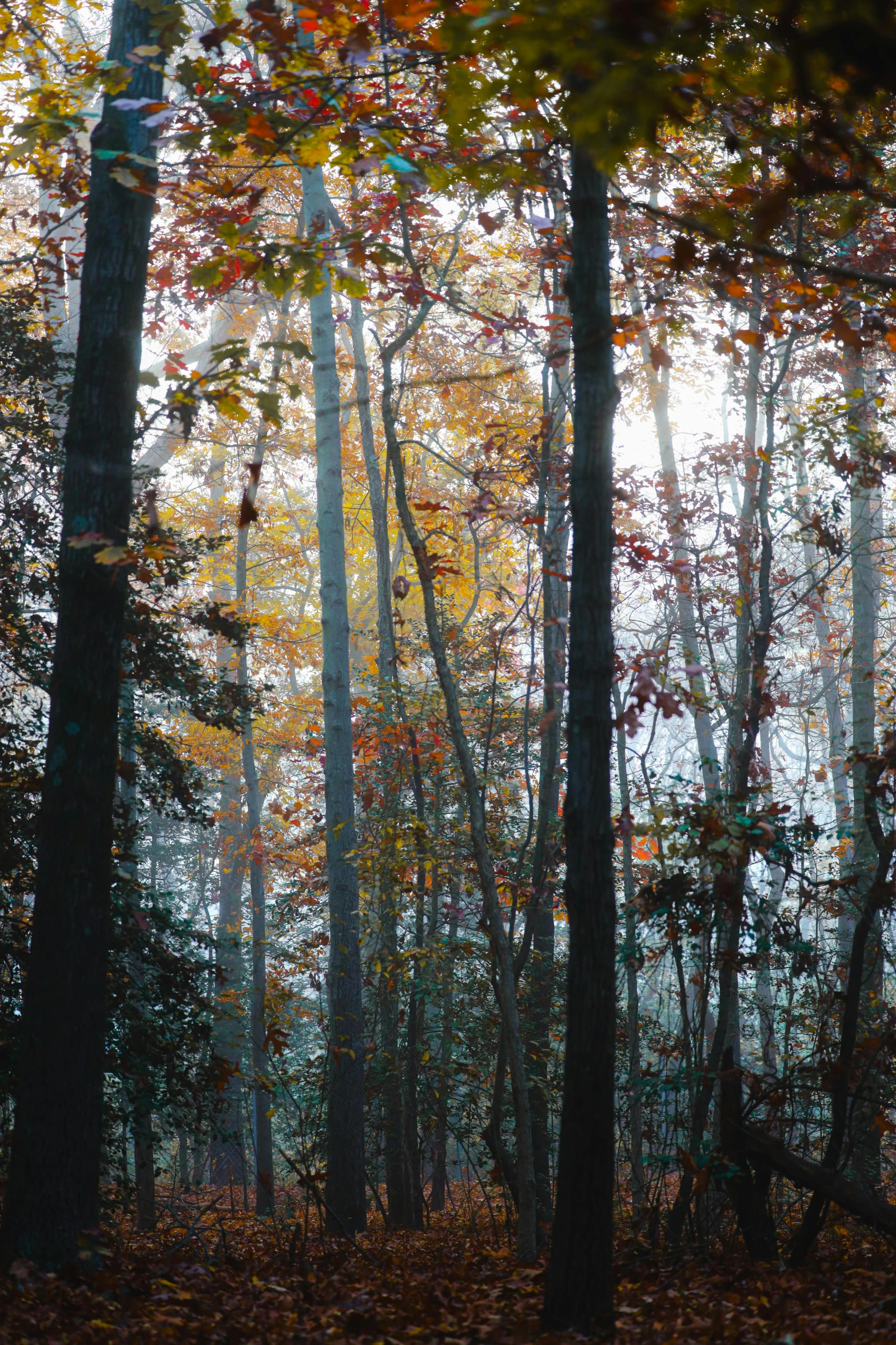 this is an image of trees in the forest