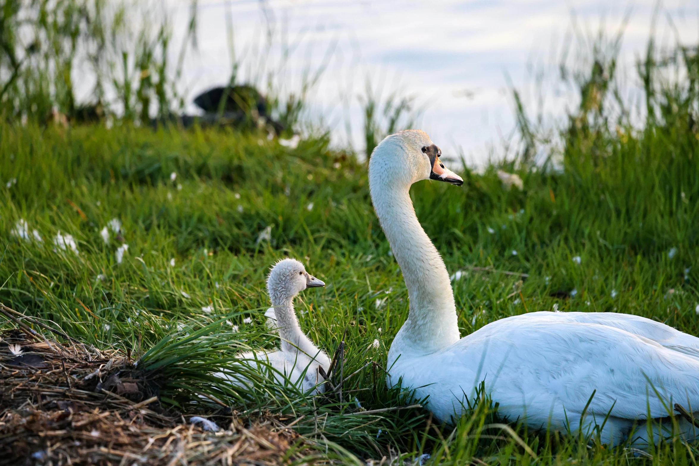 two swans sitting together by a body of water