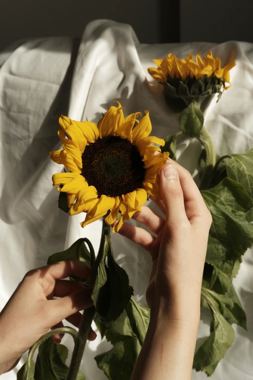 a person putting a sunflower in a vase