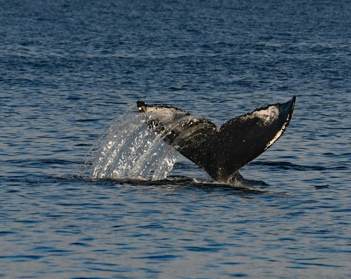 a whale tail flups out from the water