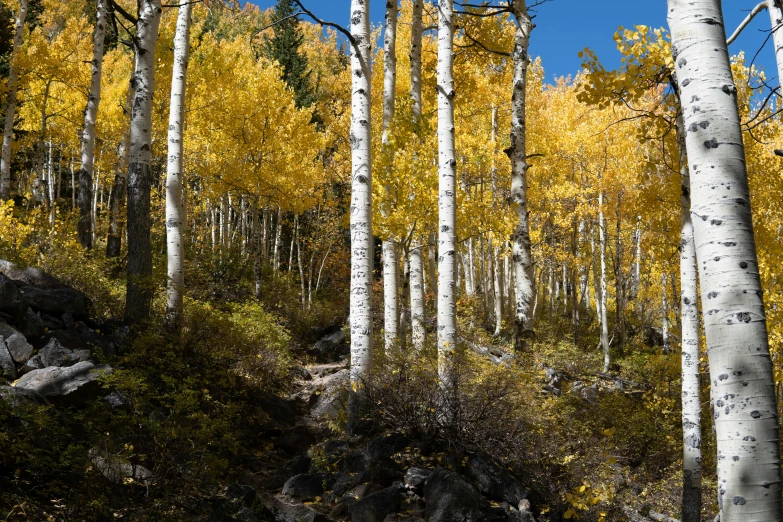 a grove of trees in the autumn in full color