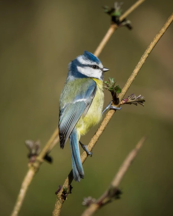 small bird sitting on the top of a thin nch