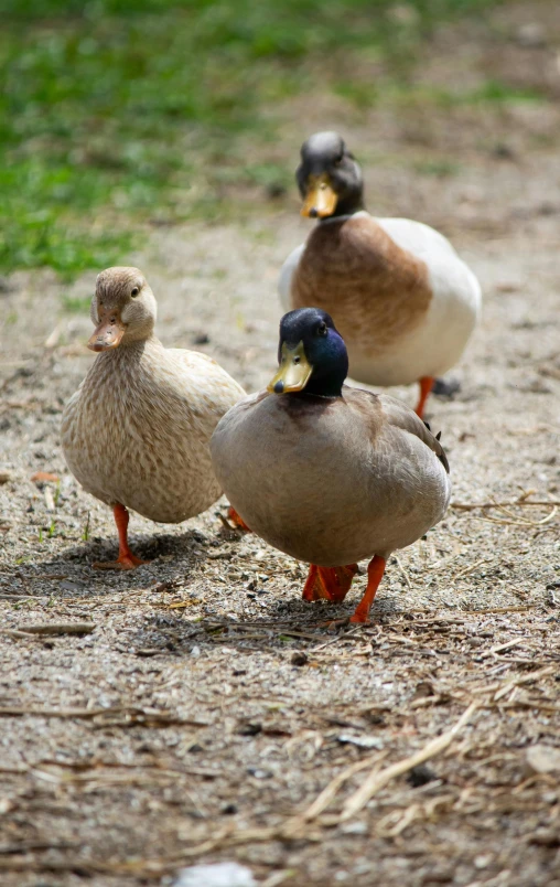 three ducks sitting together in the dirt