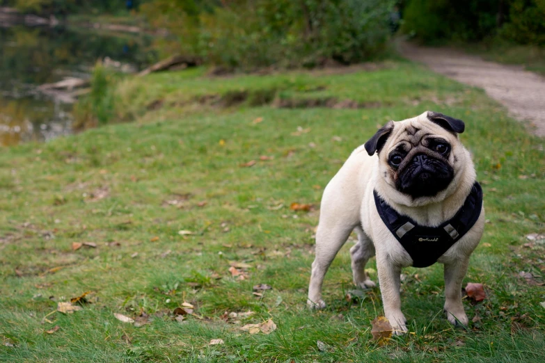 the dog is wearing a life jacket on its back