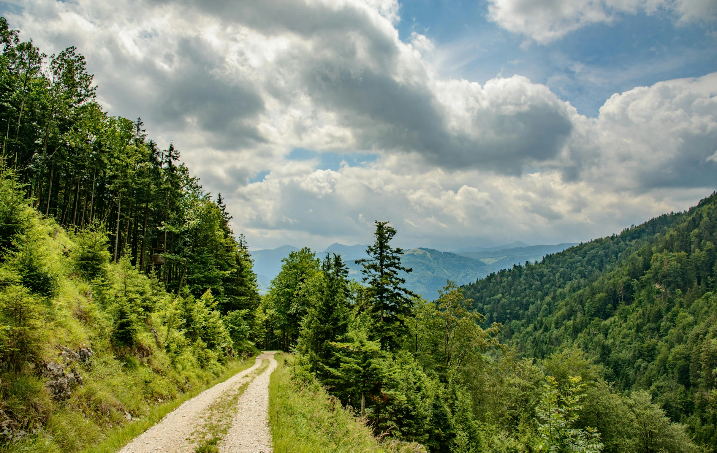 the road is steep but it's surrounded by pine trees