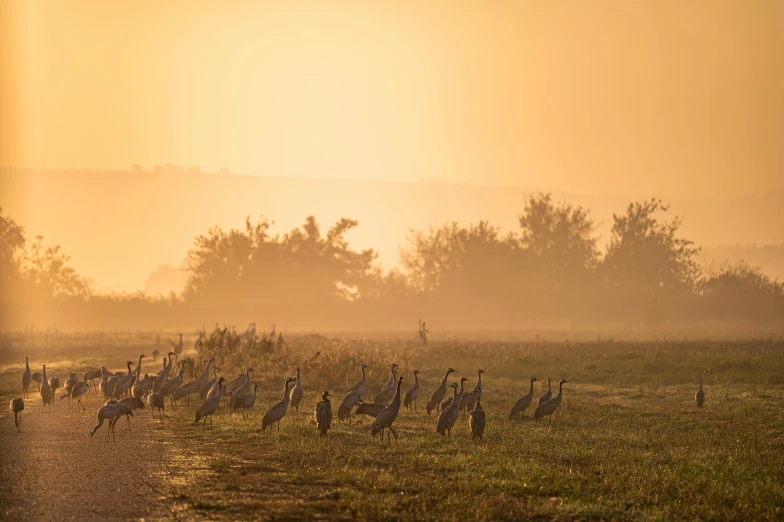 a flock of birds walking across a field