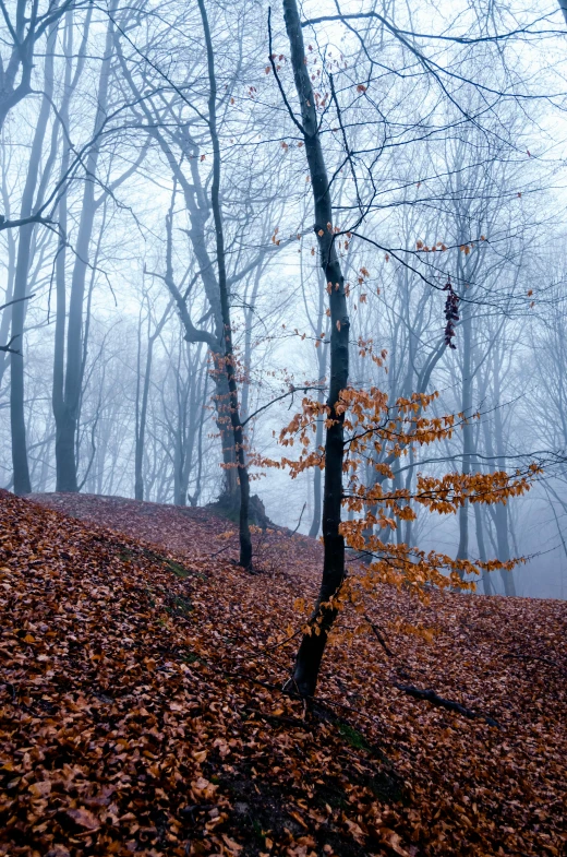 a tree stands in the middle of a field with autumn leaves